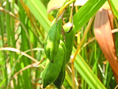 キショウブの実　1/2