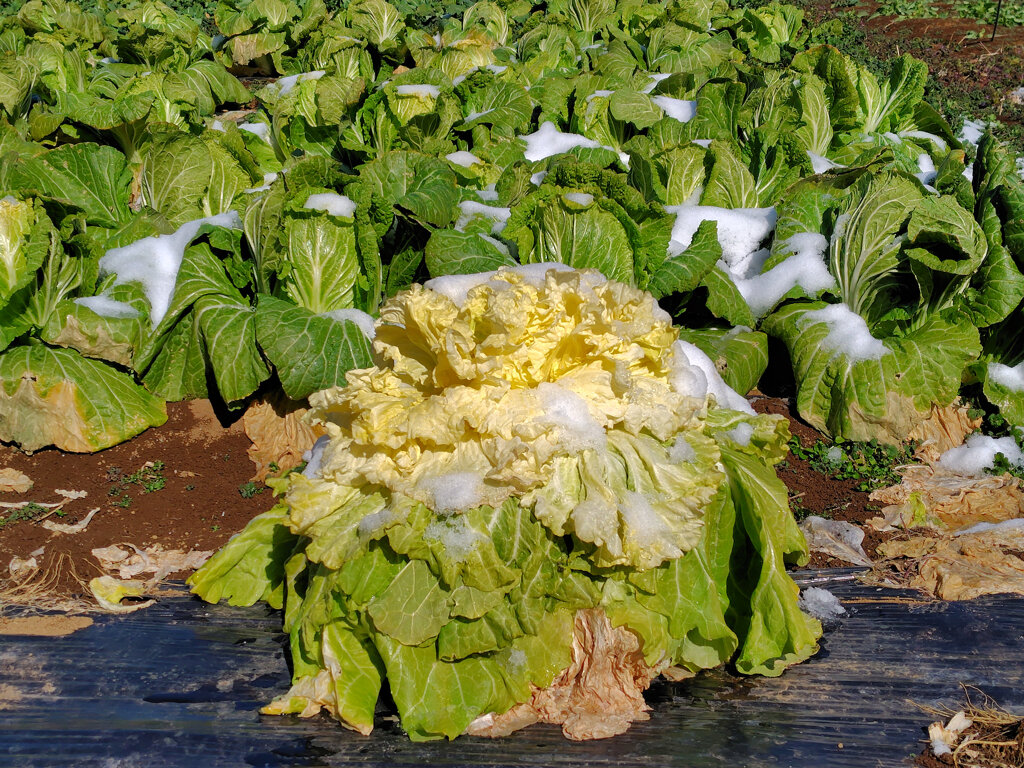 白菜に雪　2/2