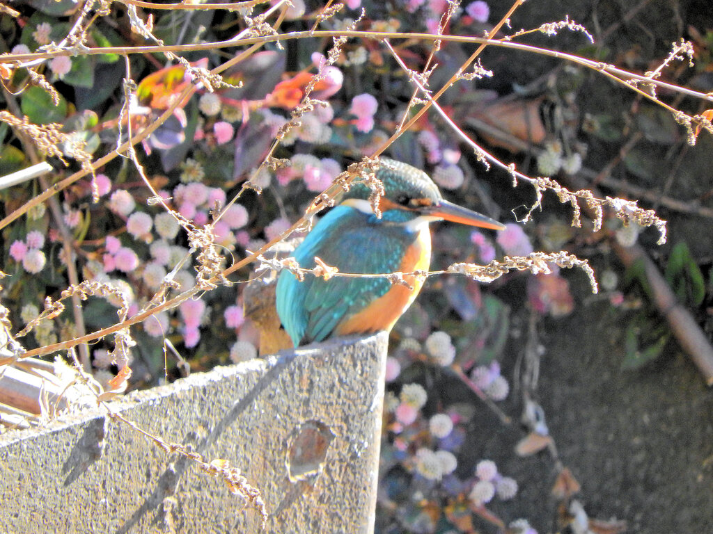 今日のカワセミ　さん　３