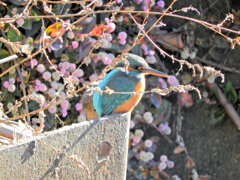 今日のカワセミ　さん　３