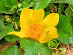 ヒメリュウキンカ（姫立金花）１