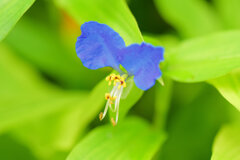 梅雨入り・露草 （つゆくさ）７