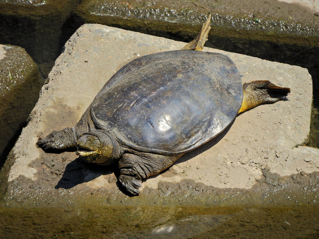 暑いのでスッポンぽん・・・私も・ム(^◇^;)　1/2