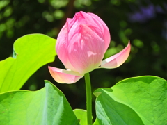 蓮　６