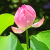 蓮　６
