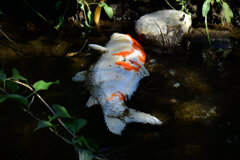 二ヶ領用水路・・死んだ錦鯉　3/5