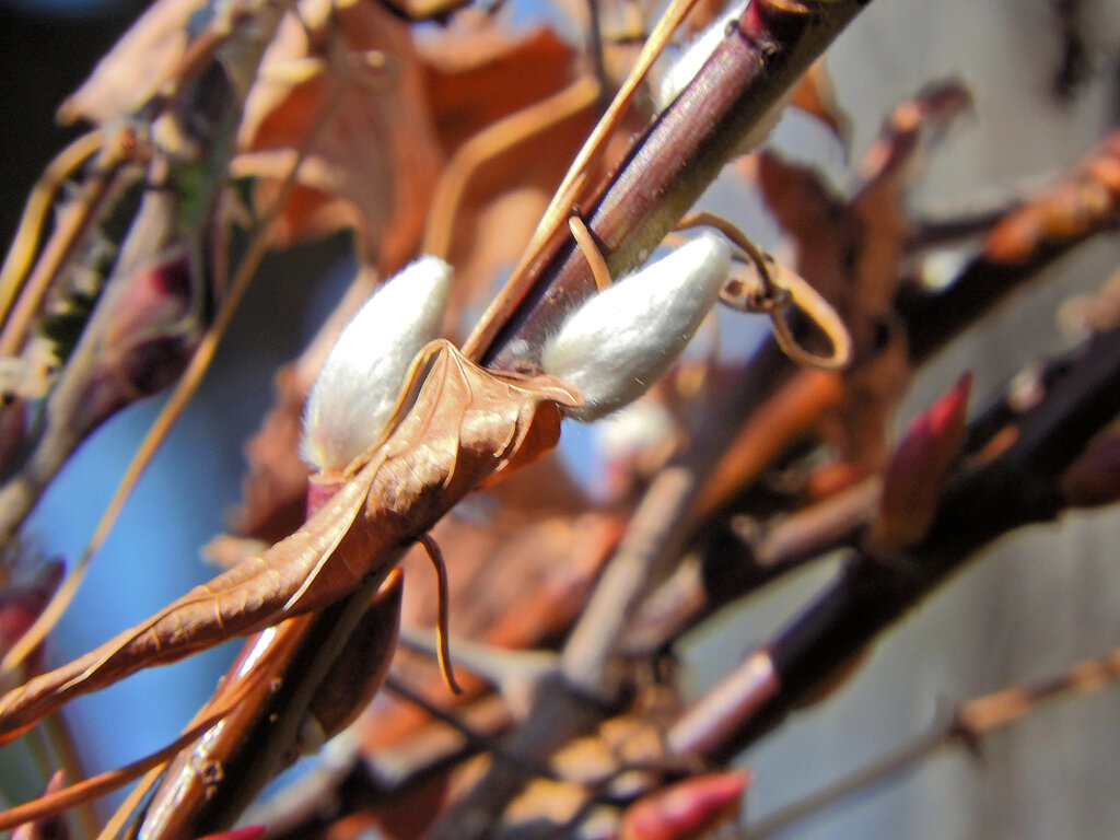 猫柳（ネコヤナギ）２