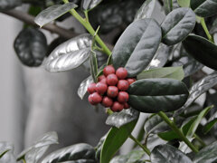 柊黐 （ひいらぎもち）　５