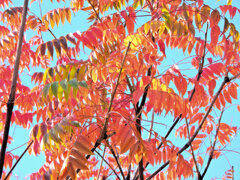 「山黄櫨（やまはぜ）」（紅葉）４