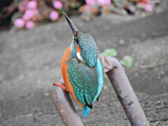 昨日のカワセミ　さん　５