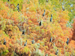 川崎市等々力緑地公園・・釣り堀池でカワウの大群　４