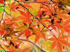 近所のお寺の紅葉　６