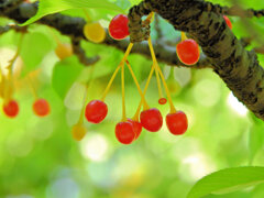 河津桜の実　２