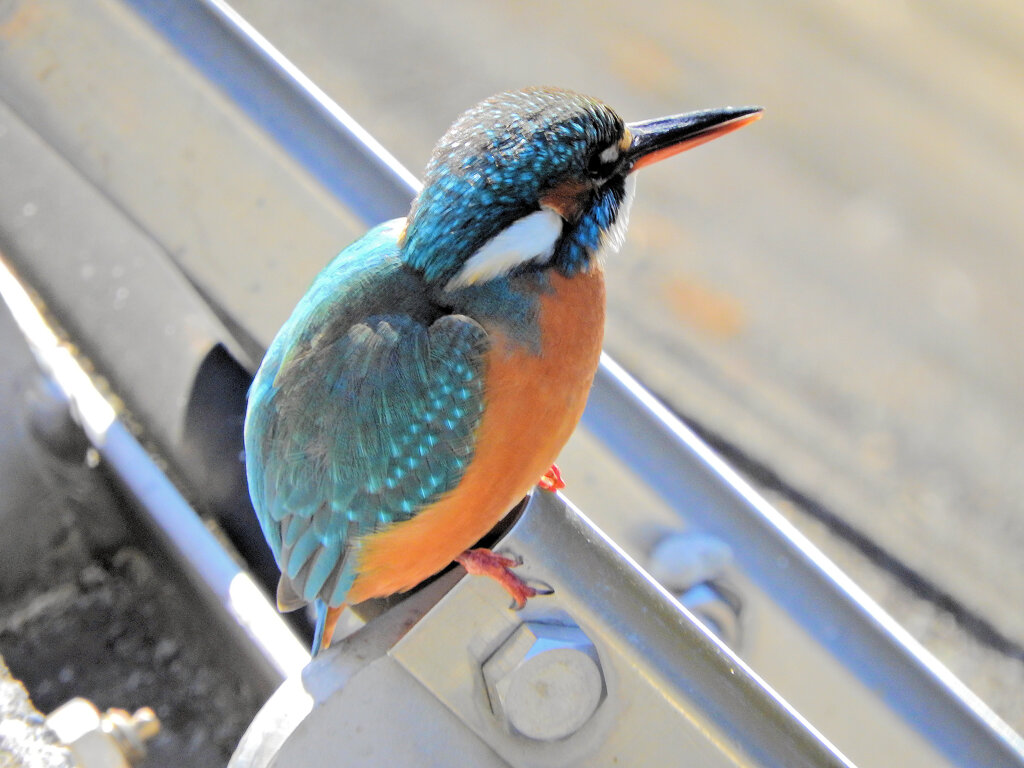 今日のカワセミ　さん　５