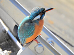 今日のカワセミ　さん　５