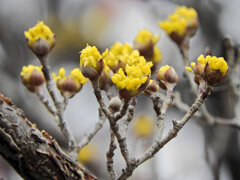 山茱萸（サンシュユ）開花　５