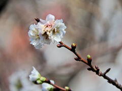 四季桜八重咲き　1/2