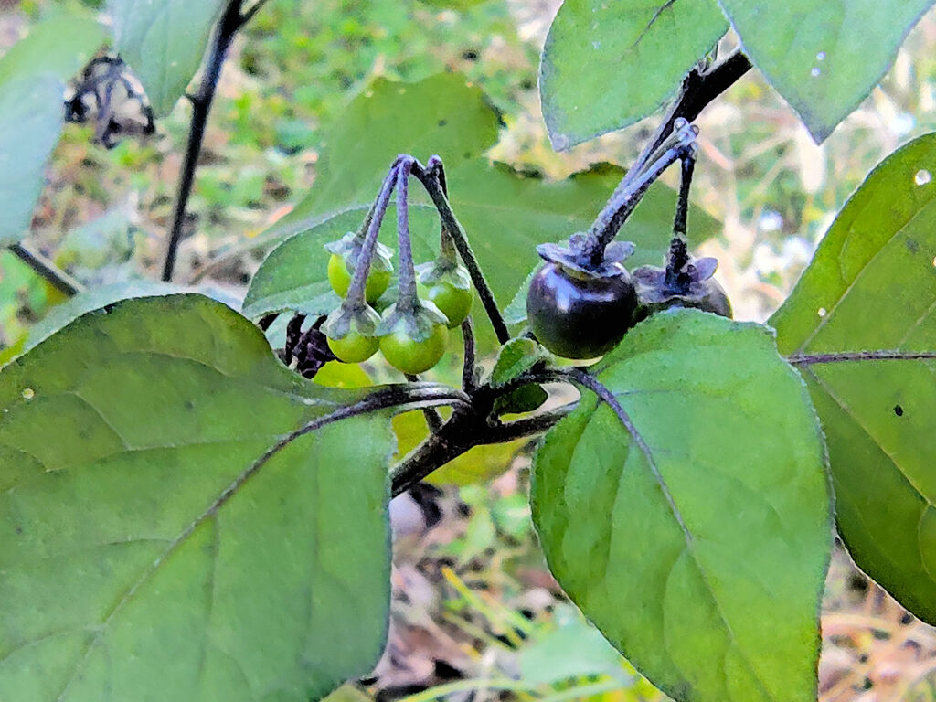 アメリカ犬鬼灯の実　３