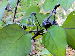 アメリカ犬鬼灯の実　３