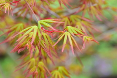 春紅葉　３