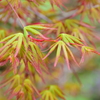 春紅葉　３