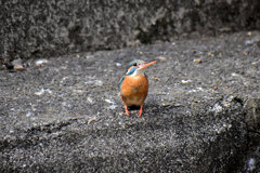 二ヶ領用水路』武蔵小杉付近で　カワセミさん♀　７