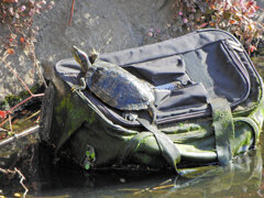 亀さん　甲羅干し・・・