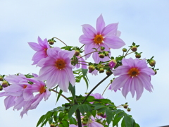 皇帝（こうてい）ダリア　７