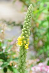 ビロード毛蕋花 （ビロードもうずいか）花１