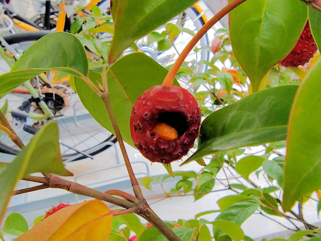 真冬の　ヤマボウシの実　６