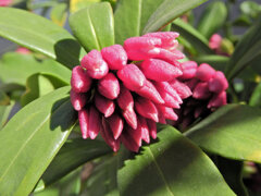 沈丁花　１