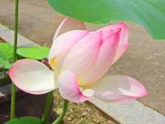 蓮の花　６