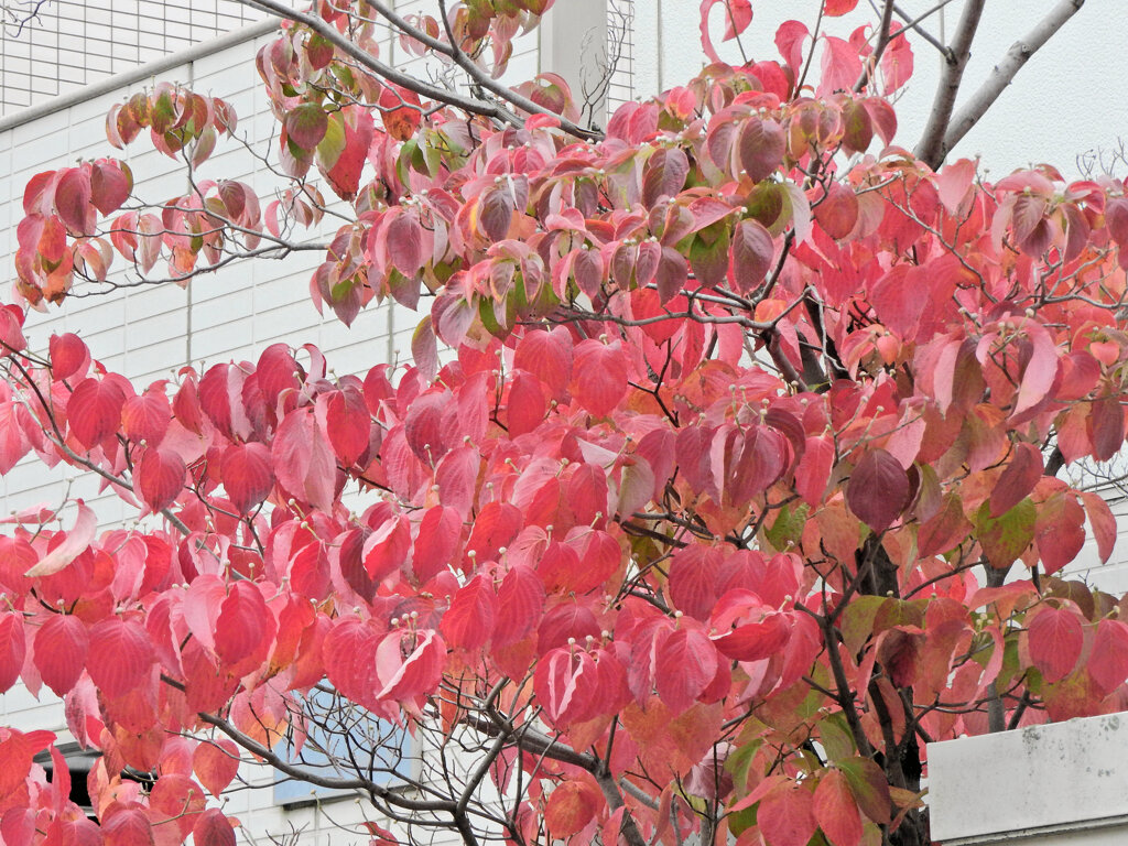 ハナミズキの紅葉　６
