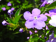 匂番茉莉（においばんまつり）３