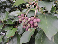 隠蓑 （かくれみの）の実　１