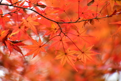 萌え盛る紅葉　９