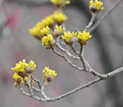 山茱萸（サンシュユ）開花　２