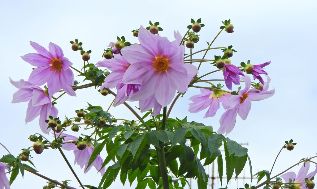 皇帝（こうてい）ダリア　４