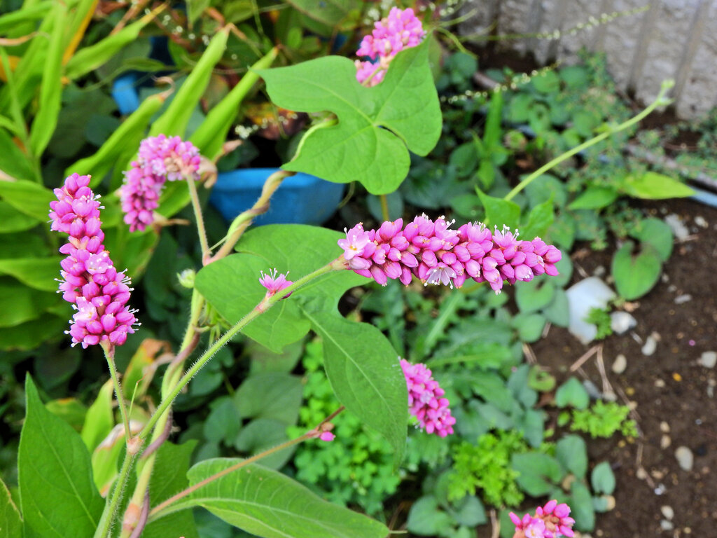 大毛蓼 （おおけたで）１