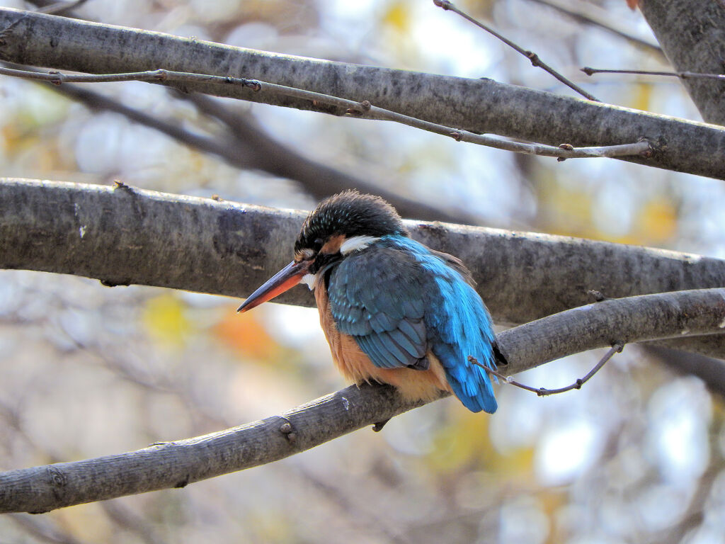 今日の　カワセミ　さん　１
