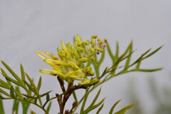 グレビア 5 グレビア 5