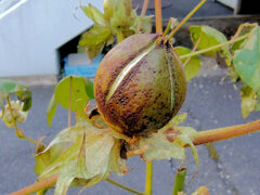 真冬の　綿の実　４