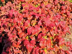 お多福南天 （おたふくなんてん）阿亀南天（おかめなんてん）1/2