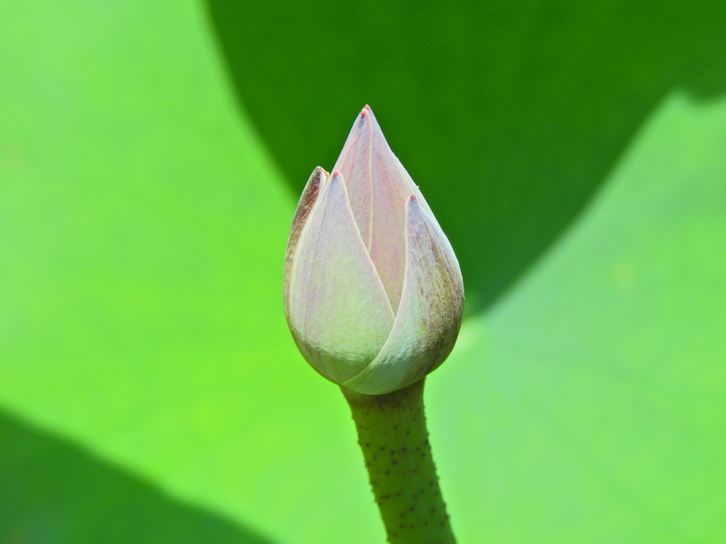 蓮　３