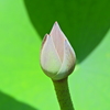 蓮　３