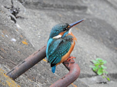 久々のカワセミ　さん　８