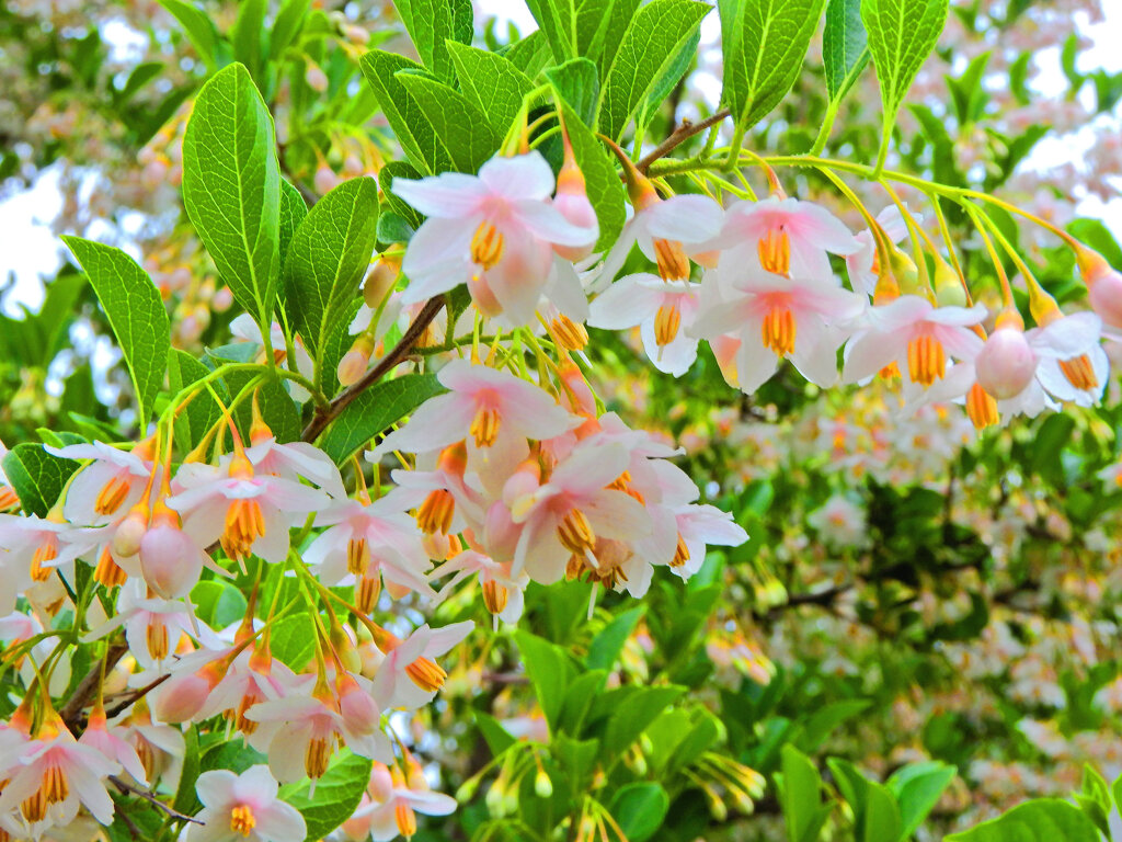 エゴノキ　薄いピンクの花　３
