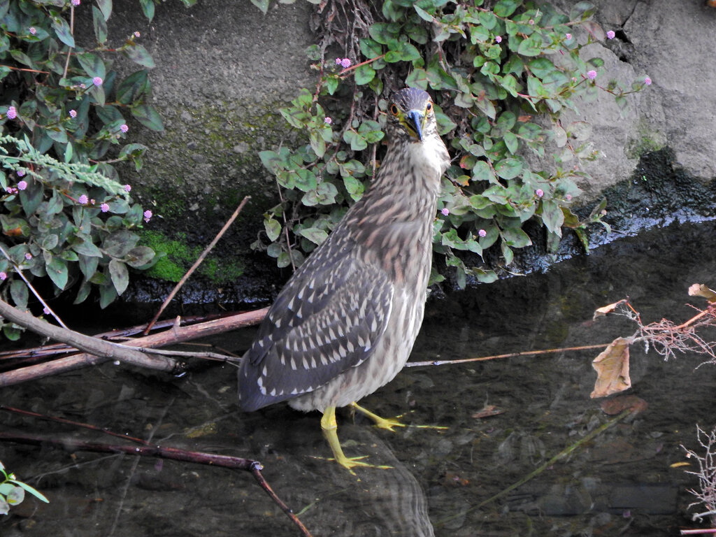 ホシゴイ（ゴイサギの幼鳥）鯔を捕獲　６