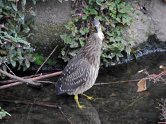 ホシゴイ(ゴイサギの幼鳥)鯔を捕獲 6 ホシゴイ(ゴイサギの幼鳥)鯔を捕獲 6