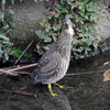 ホシゴイ（ゴイサギの幼鳥）鯔を捕獲　６